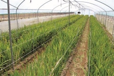 다 떠나고 단 하나 남았다... 화훼농가가 처한 현실 [월간 옥이네]