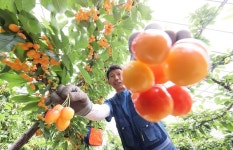 [함양] 탐스럽게 잘 익은 체리 수확해요