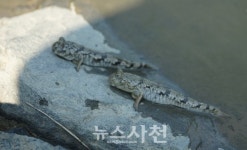 생명력 넘치는 광포만 습지, 그 현장에 가다