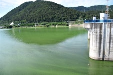 깔따구와 물고기 사체 즐비... 죽음의 현장 된 낙동강