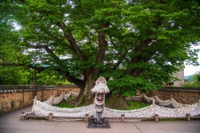 100년 교회와 600년 삼신당 나무도 품은 기막힌 곳 [중앙선 역사문화기행]
