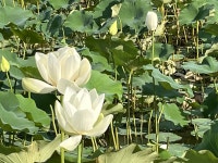 별빛 흐르는 농촌 마을로 체험 여행을 오세요!