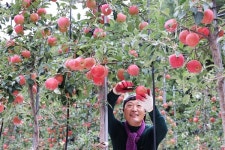 [함양]  지리산 자락, 추석용 사과 수확해요