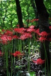 [사진] 선운사계곡 꽃무릇 구경하세요