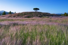 깊어가는 가을 ... 분홍억새로 짙어가는 핑크 물결