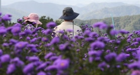 [거창] 감악산 정상, 하늘 아래 첫 가을 꽃동산