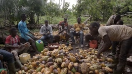 아이의 절규 사람들이 초콜릿 먹으면 내 살을 먹는 것 [ESG 세상]