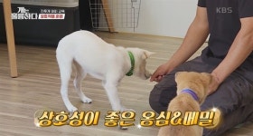 환상 깨졌다 보호자 사연에... 이것 강조한 강형욱