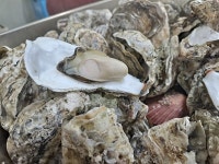 드디어, 여수 굴구이가 시작되었습니다