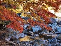 산도, 물도, 사람조차 붉은 피아골 단풍