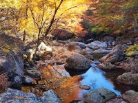 산도, 물도, 사람조차 붉은 피아골 단풍