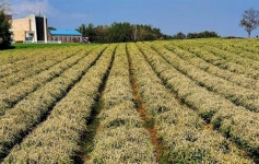 서산, 생강 수확 한창... 가격은 전년보다 높은 편