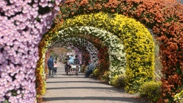 [거창] 국화 터널에서 가을 산책