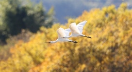 주남저수지 새들도 단풍을 좋아해요