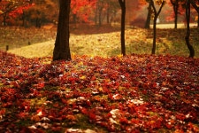 [사진] 전철 타고 단풍 놀이... 입 벌어집니다