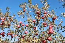 빨갛게 익은 사과... 백설공주 마녀의 선택 이유 알겠다