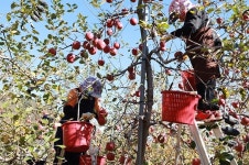 빨갛게 익은 사과... 백설공주 마녀의 선택 이유 알겠다