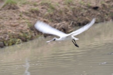 [사진] 네가 왜 거기서? 옥천 금구천에서 저어새 월동 최초 확인