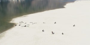 다시 돌아온 낙동강 독수리식당... 합천보 개방 덕분