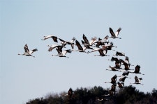 [의령] 월현들, 천연기념물 재두루미 50여마리 찾아와