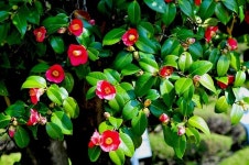 동백꽃 명소라고 해서 가보니... 솔직히 부끄럽습니다