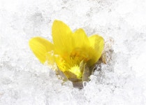 [함양] 눈 얼음 속에 핀 복수초