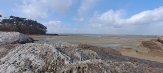 서해바다 백사장에 나타난 공룡, 누구냐 넌?