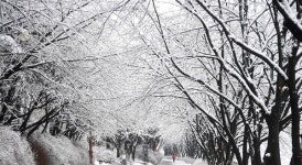 [거창] 순백의 눈꽃 터널 속으로