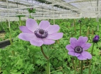 [사진] 곳곳에서 들려오는 봄 소식