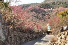 매화축제 앞두고 미리 찾아간 광양 매화마을