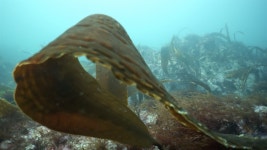 바닷속의 희망, 동해안 다시마가 사라진다