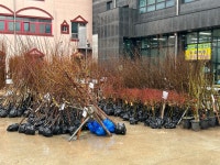 [사진] 나무시장 개장... 150여종 판매