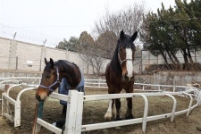 걷고 뛰고 장애물 넘고... 말과 소통하는 아이들