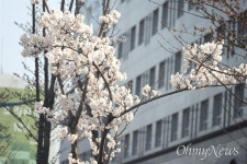 성질 급한 벚꽃 활짝...꽃 보러 오이소 진해군항제  25일부터