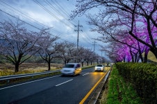 [합천] 팝콘 터지듯 ... 백리벚꽃길 장관