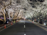 경주를 벚꽃의 성지라 부르는 이유, 이제야 알겠네