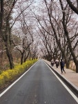 경주를 벚꽃의 성지라 부르는 이유, 이제야 알겠네