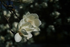 [사진] 오! 내 사랑 목련화