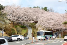 TV에는 안 나오는 벚꽃 명소, 사진 찍기 바빠요