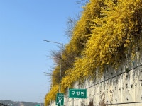[사진] 노란 개나리 꽃그늘 아래… 봄봄봄 봄이 왔네요