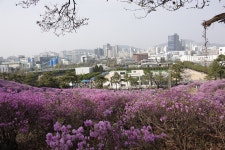 안양 효성공장 진달래축제에 인파 북적북적