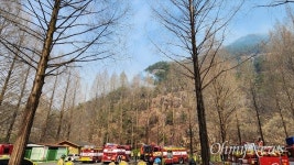 [오마이포토] 새카맣게 타버린 나무, 대전 서구 산직동 산불