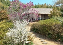 [사진] 봄꽃이 아름다운 시인의 집