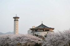 해미천변 벚꽃길, 이렇게 만들어졌습니다