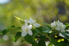 [사진] 부귀영화의 상징, 하얀 모란꽃