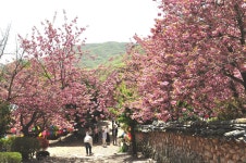 순천 선암사 겹벚꽃은 지금 한창이다