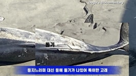 돌고래보다 작은 토종 고래, 상괭이의 죽음