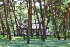 경주 아니고 서울입니다, 도시 소음 싹 사라지는 신비한 솔밭