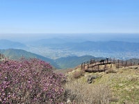 [사진] 털진달래 활짝 핀 지리산 노고단