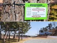 전국에 농약 묻은 송홧가루 날린다... 국민 건강에 치명적 [최병성 리포트]